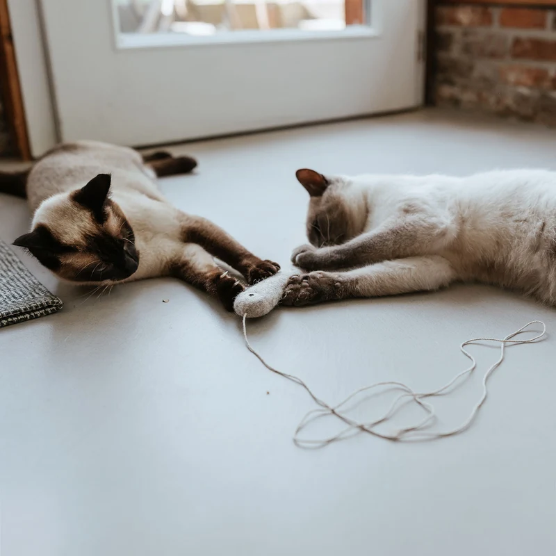 Katzenspielzeug Toller Hecht mit Schnur