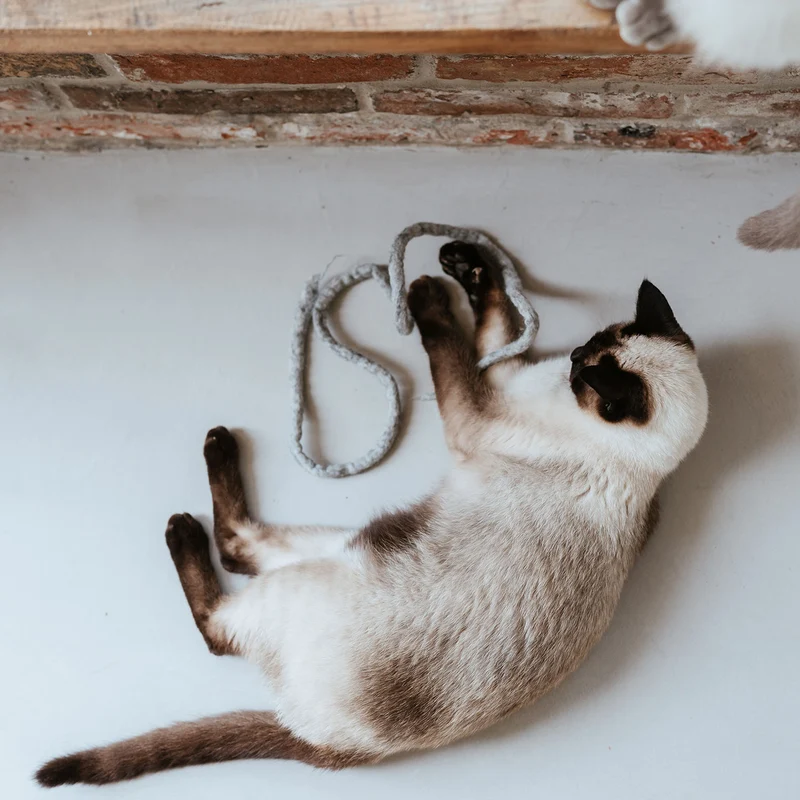 Katzenspielzeug Snaky