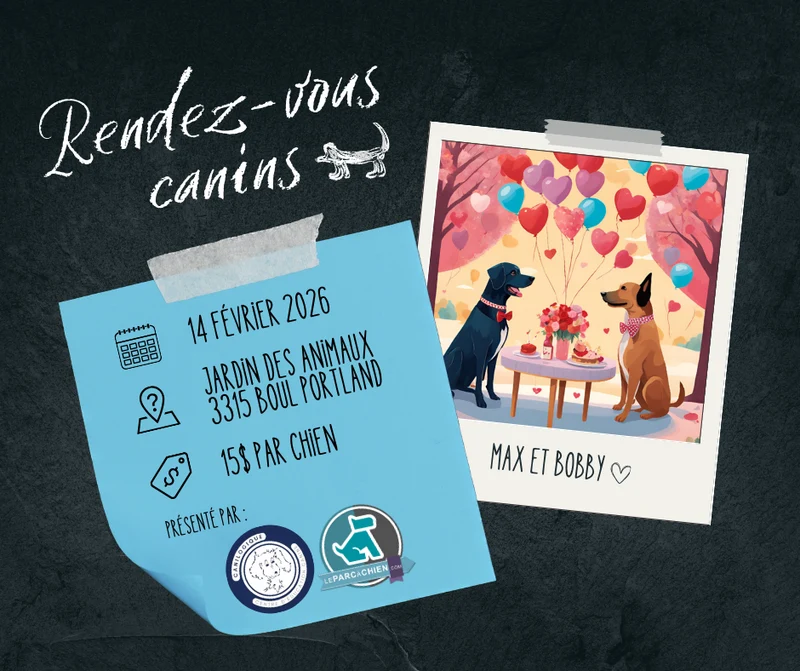Rendez-vous canins - Spécial St-Valentin