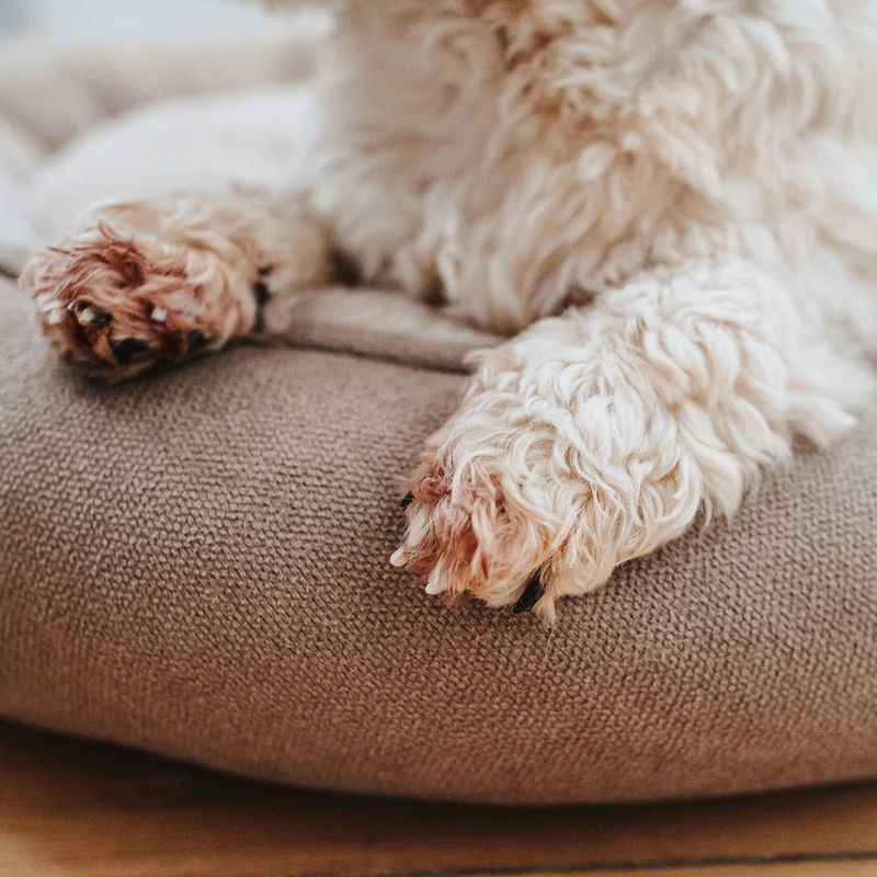 Hundebett Donut Rockford