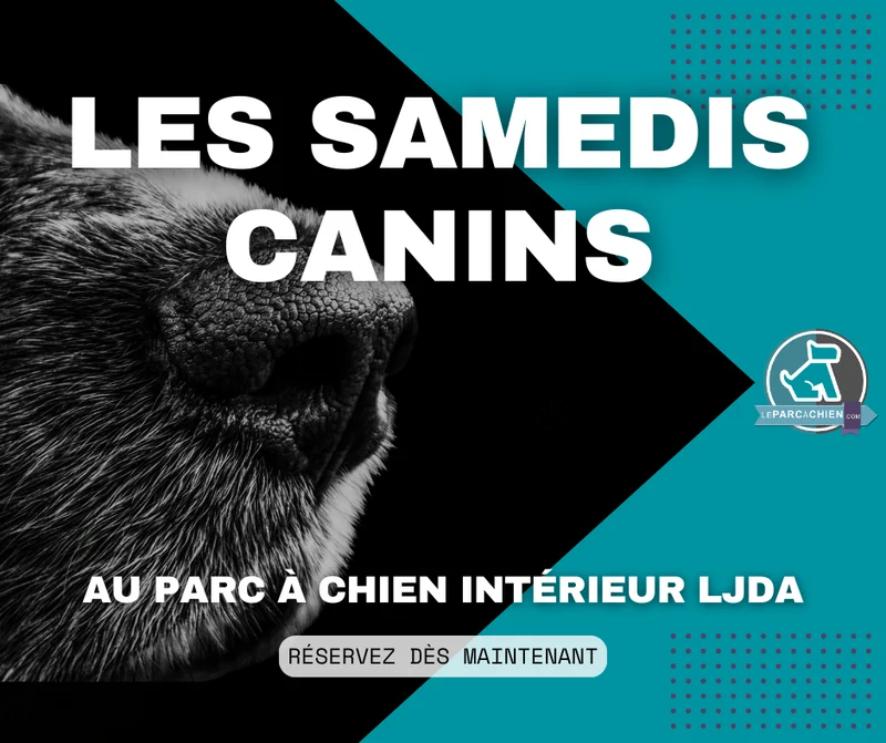 SAMEDIS CANINS - Rencontres canines au Parc à Chien intérieur LJDA
