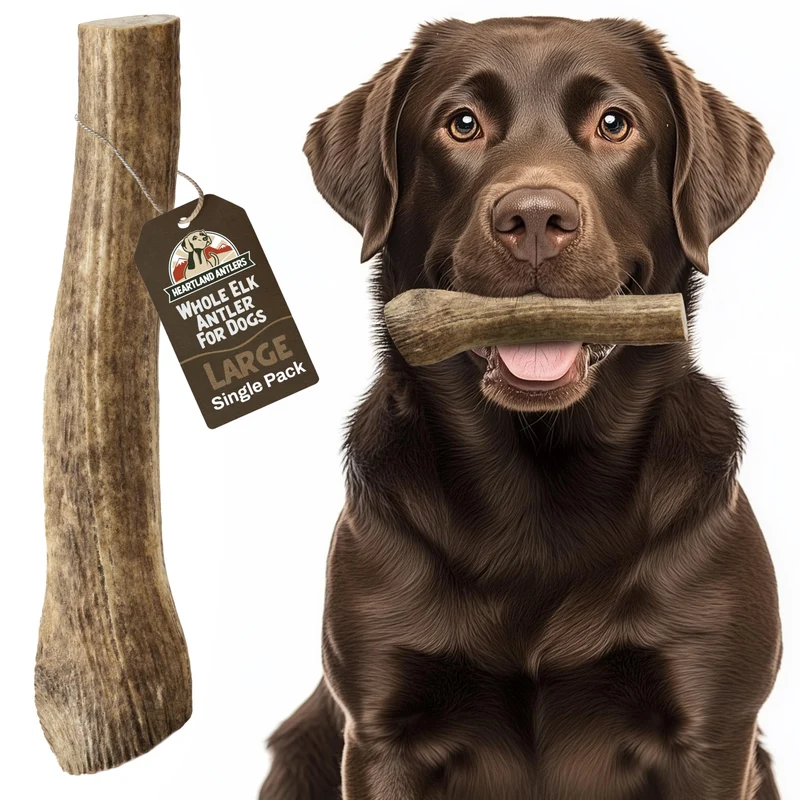 Heartland Antlers - Os d'élan pour chiens (7 pouces, entier) - Soin dentaire quotidien, sans éclats, fabriqué aux États-Unis