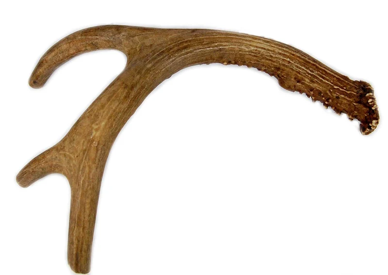 Big Dog Antler Chews – Mastic de Cornes de Cerf Moyen (9-13 pouces) pour Chiens Moyens à Grands – Qualité Premium Grade A
