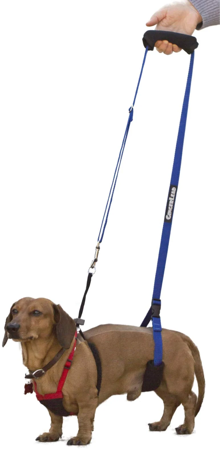 Harnais Sling GingerLead pour Chiens Petits (≤11 kg) — Soutien IVDD et Mobilité, Harnais Poitrine Non Inclus