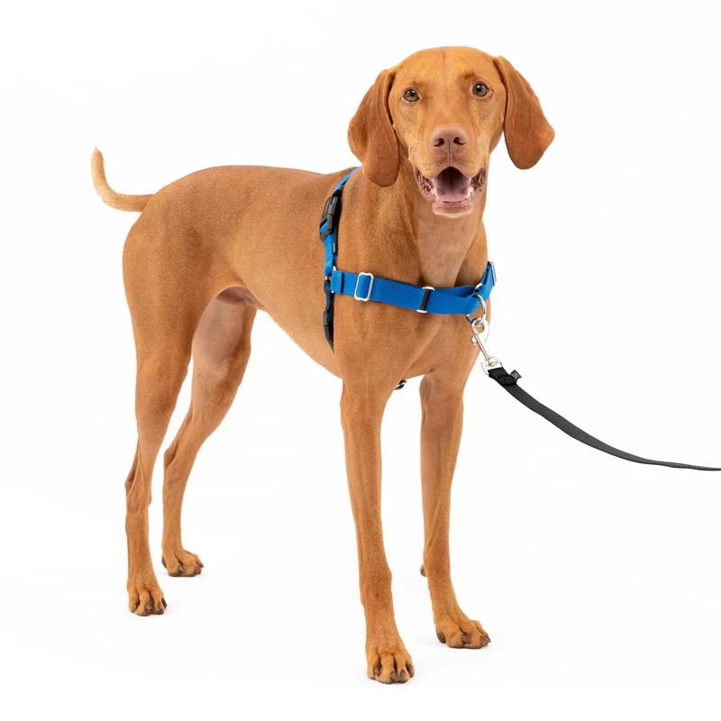 PetSafe Easy Walk Harnais Chien Sans Tirage – Moyen, Bleu Royal / Marine