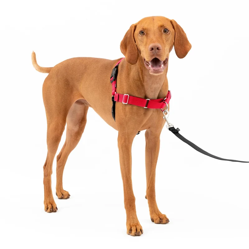 Harnais PetSafe Promenade Facile pour Chiens - Pas de Traction, Attache Avant, Confort Respirant - Taille Moyenne - Rouge et Noir