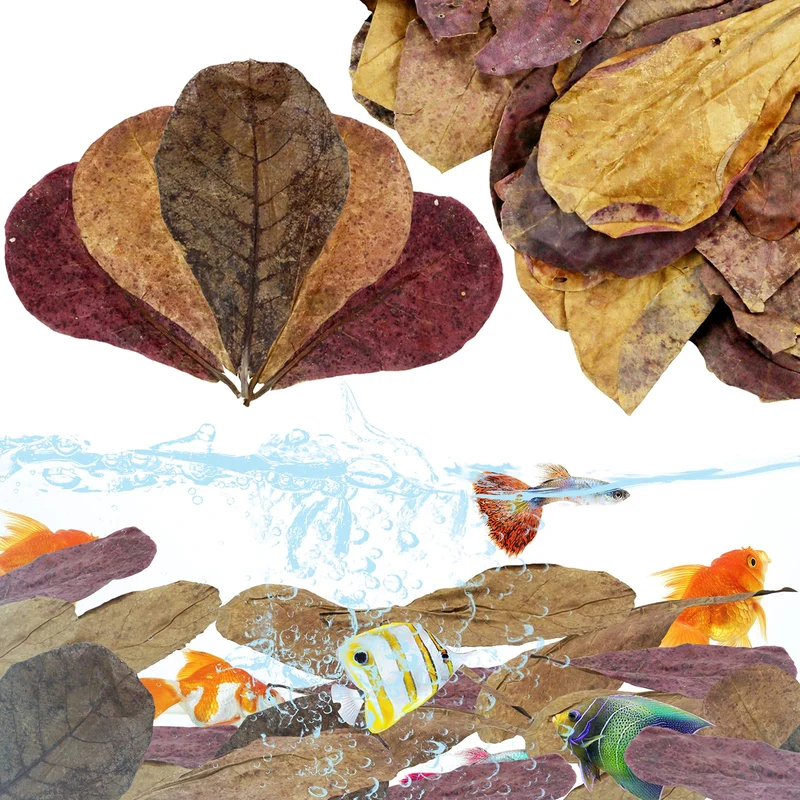 LeonBach – 100 feuilles Catappa grosses (5–8 pouces) – Amande indienne pour aquarium, 250 g