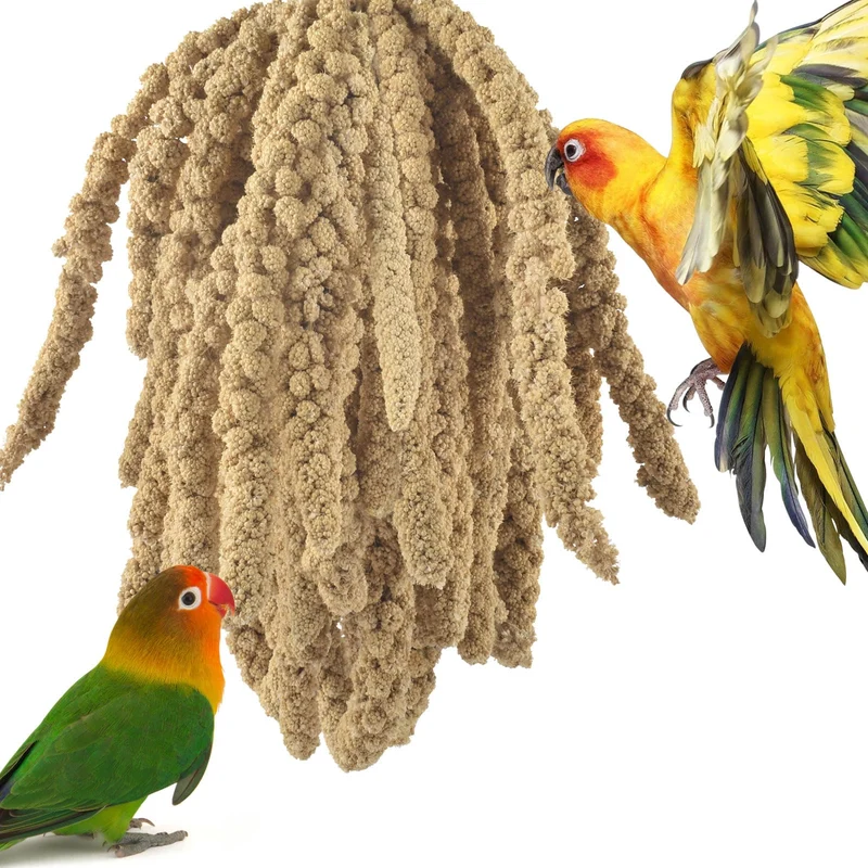 ERKOON Millet Spray 1,5 lb – Friandise 100% Naturelle Séchée au Soleil pour Petits Oiseaux