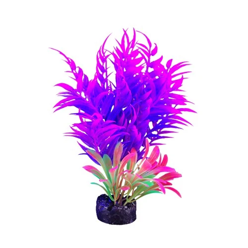 Plante iGlo Marina, 14 cm (5,5 po)
