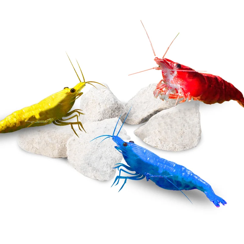 JOR Cailloux de calcium pour crevettes – couleur, abri et reproduction, 50 g