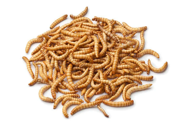 PICARDIE VERS DE FARINE 300GR
