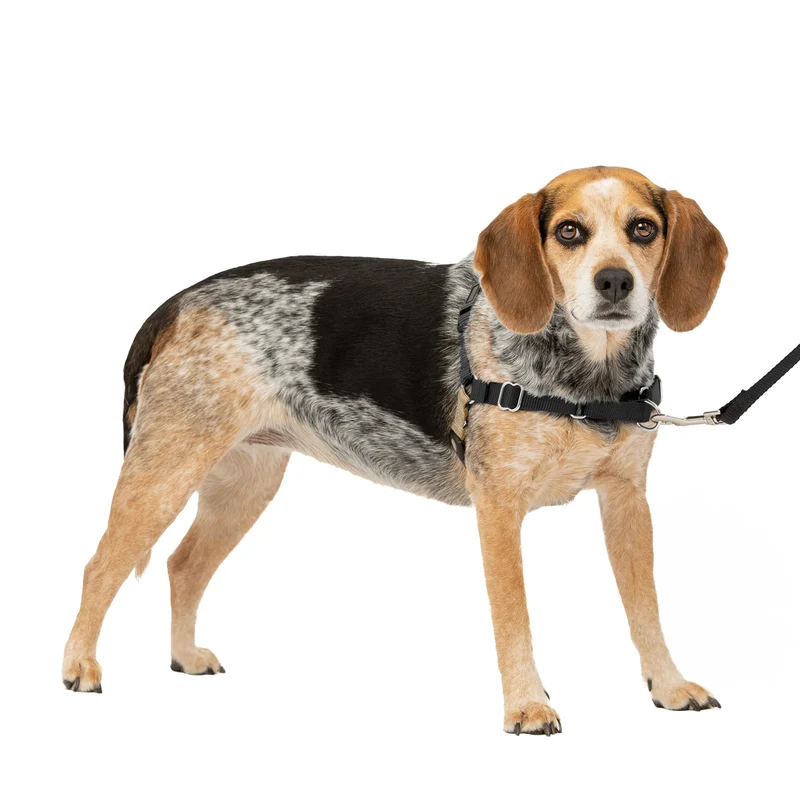 PetSafe Harnais Easy Walk pour chiens – Sans tirage, boucle martingale frontale, attache poitrine – Sangles confort – Design respirant – Tailles S/M – Noir/Argent