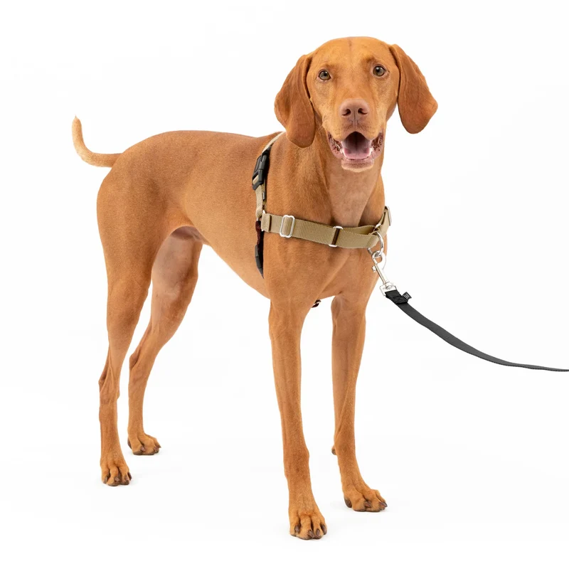 Harnais PetSafe Easy Walk anti-tirage pour chien - Maîtriser les promenades - Taille moyenne, Fauve/Marron