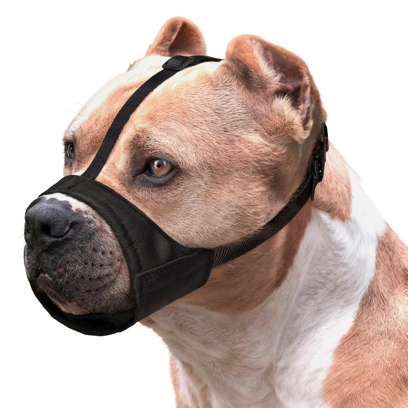 Mayerzon Museau Doux pour Bouledogue américain — Anti-Mâchage et Confort