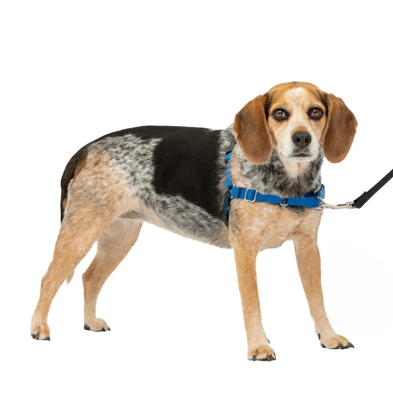 PetSafe Easy Walk Harnais pour Chiens – Pas de Tirage, Attache Poitrine Frontale – Confort Respirant