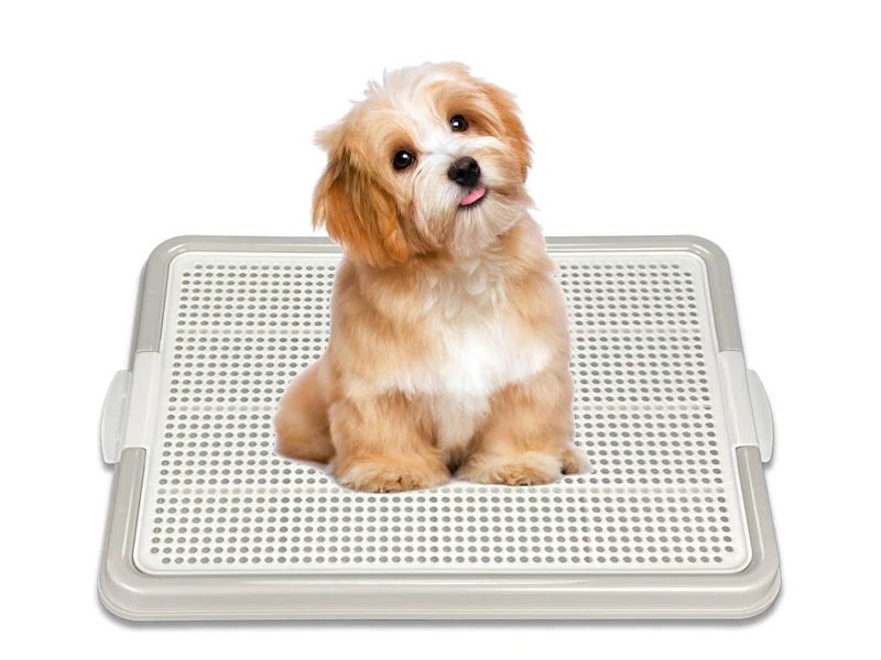 Pets-N-Me Porte-Tapis Pipi Chien Gris — Plateau d'Entraînement 22,5 po x 16,5 po pour Petits Chiens