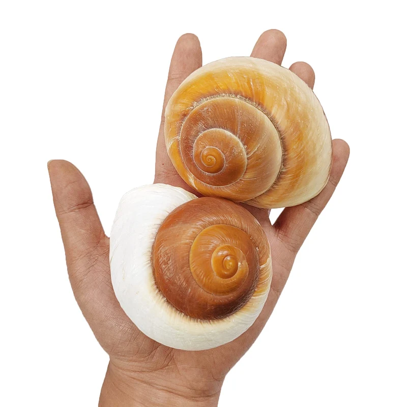 QEQEKAKA – 2 Coquilles Hermite Crabe Grand Muffin, Ouverture 1 à 1,5 pouces