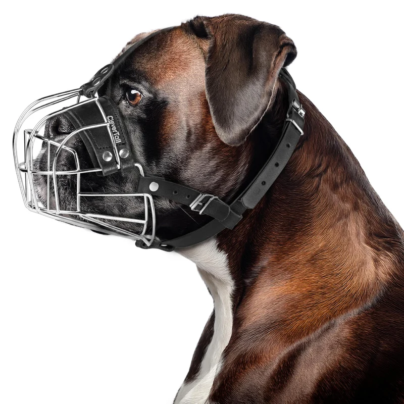 CleverTail Museau Métallique pour Boxer – Muzzle anti-mâchage en cuir et acier