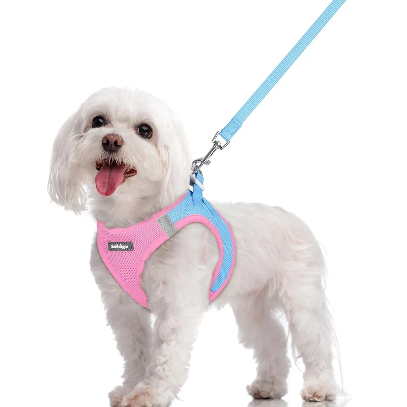 Rabbitgoo Harnais et Laisse pour Chien Petit – Enfilage Facile, Mesh Respirant, Réfléchi – Bleu & Rose M