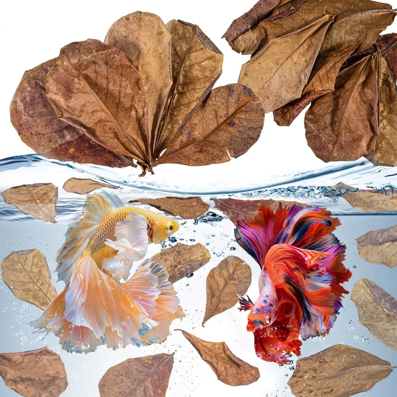 Sukh Feuilles d'Amandier Indien pour Betta – Lot de 30, Eau Naturelle et Décor