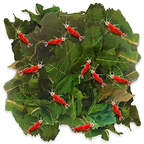 JOR Feuilles de mûrier séchées – Nourriture naturelle pour crevettes, 60 g