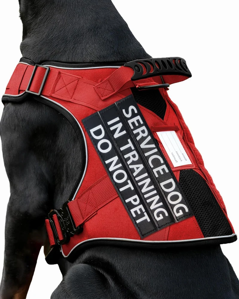 Harnais de Formation PawistaPal pour Chien — Réfléchissant, Poignée et Boucles en Métal (Taille Moyenne)