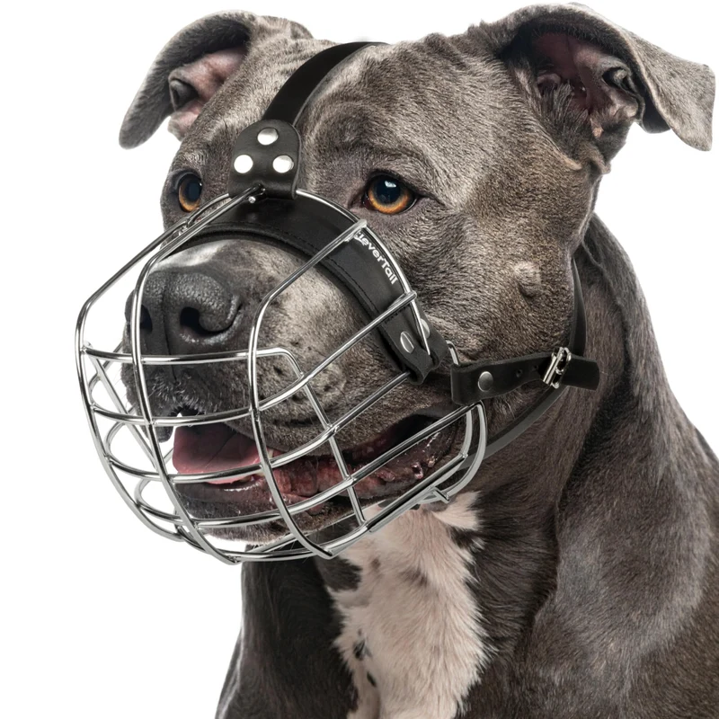 CleverTail Muserolle Métallique pour Pitbull – Panier en Acier avec Lanières en Cuir Réglables