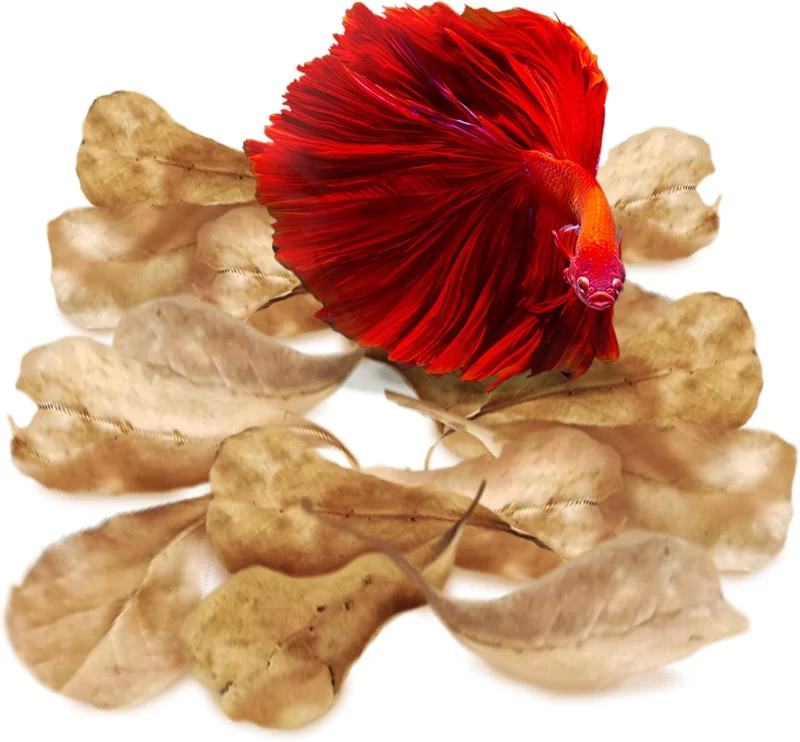 SunGrow Feuilles Catappa Indiennes – 50 pièces (2 pouces) pour Bettas et Aquariums