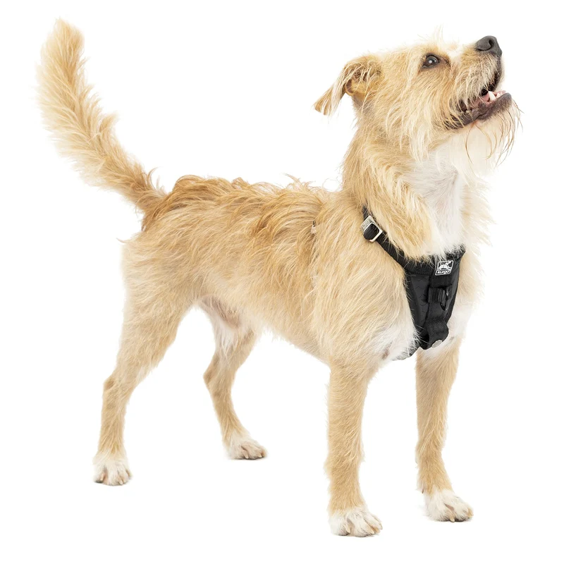 Kurgo Harnais Tru-Fit Renforcé pour Chien – Sécurité en Voiture et Confort, XS