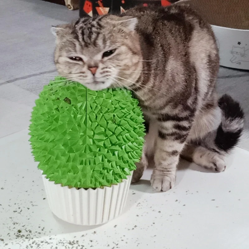 Miwoowim Distributeur d'Herbe à Chat et Brosse d'Angle — Toilettage pour Chats d'Intérieur (Vert)