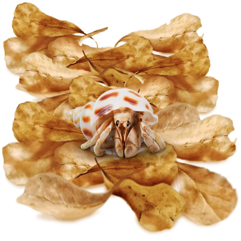 SunGrow – 50 Feuilles Catappa Indiennes pour Crabe Ermite, 2 Pouces – Humidité et Alimentation