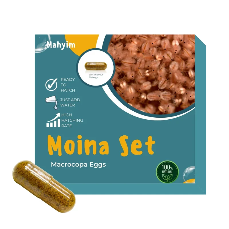 MAHYIM Moina Macrocopa – Œufs vivants et crustacés d’eau douce frais pour killifs et poissons