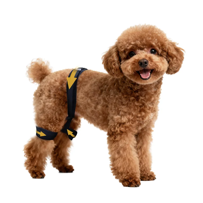 Aeegee Orthèse de hanche pour chien (S) – Brace de hanche chien pour dysplasie et soutien potentiel