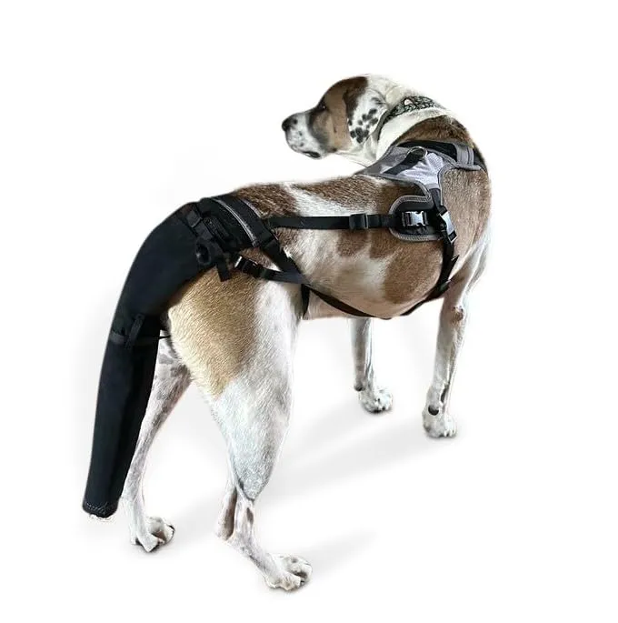 K9 Tailsaver : Protecteur de queue pour Labradors, Pitbulls et Bulldogs – Taille Special-XL