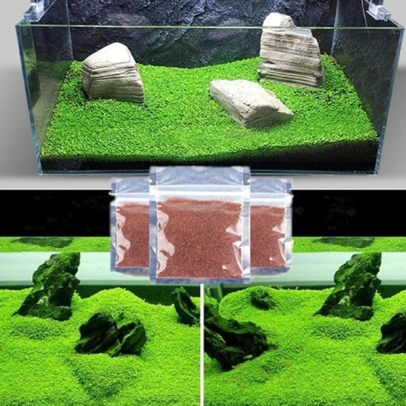 MISUHALOU – 3-Pack Dwarf Leaf S.e.e.ds pour aquarium d’eau douce, faciles à cultiver