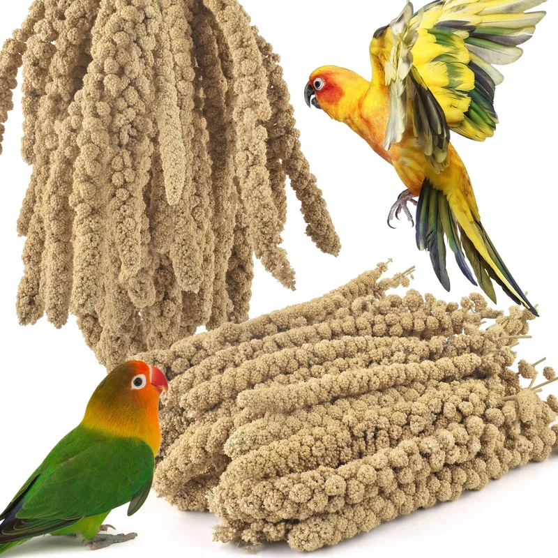ERKOON Spray Millet – Friandise naturelle séchée au soleil, 1588 g pour perruches, calopsittes, inséparables et autres petits animaux