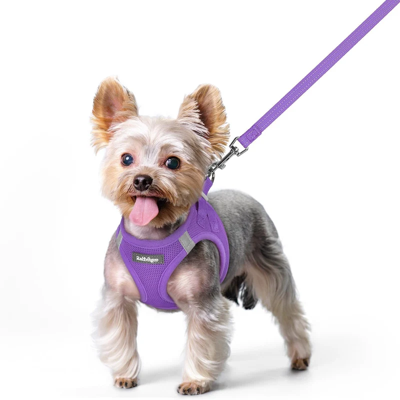 Rabbitgoo Harnais et Laisse pour Petit Chien – Enfilage Facile, Mesh Respirant, Réfléchissant, Violet XS