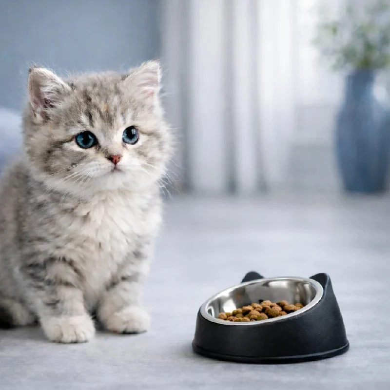 Gamelle chaton inclinée › Gattino