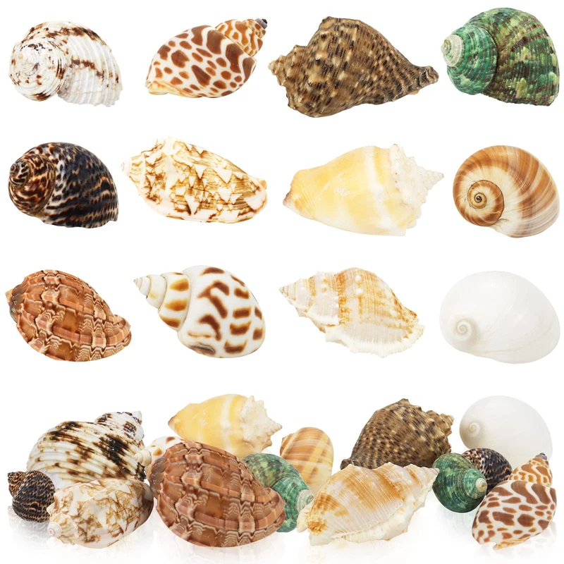 WEOXPR Coquilles Turbo pour Hermites - Ouvertures 0,6-2 pouces - Tailles Moyenne à Grande - Décor Naturel Aquarium (12 pièces)