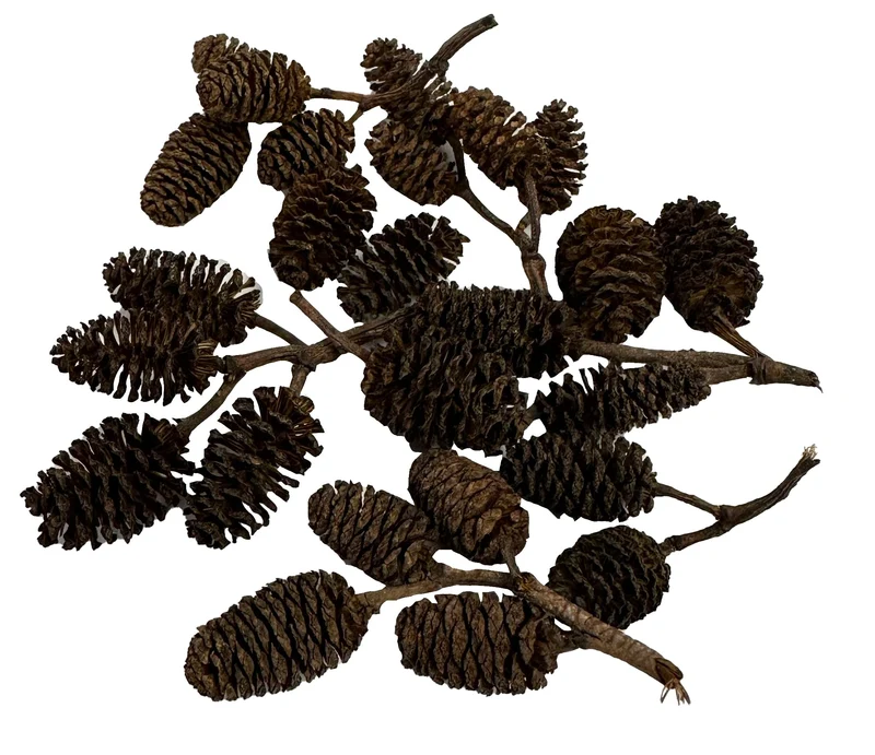 Awesome Aquatic – Cônes d’Aulne et Casuarina (Pack 25) pour Betta et Crevettes