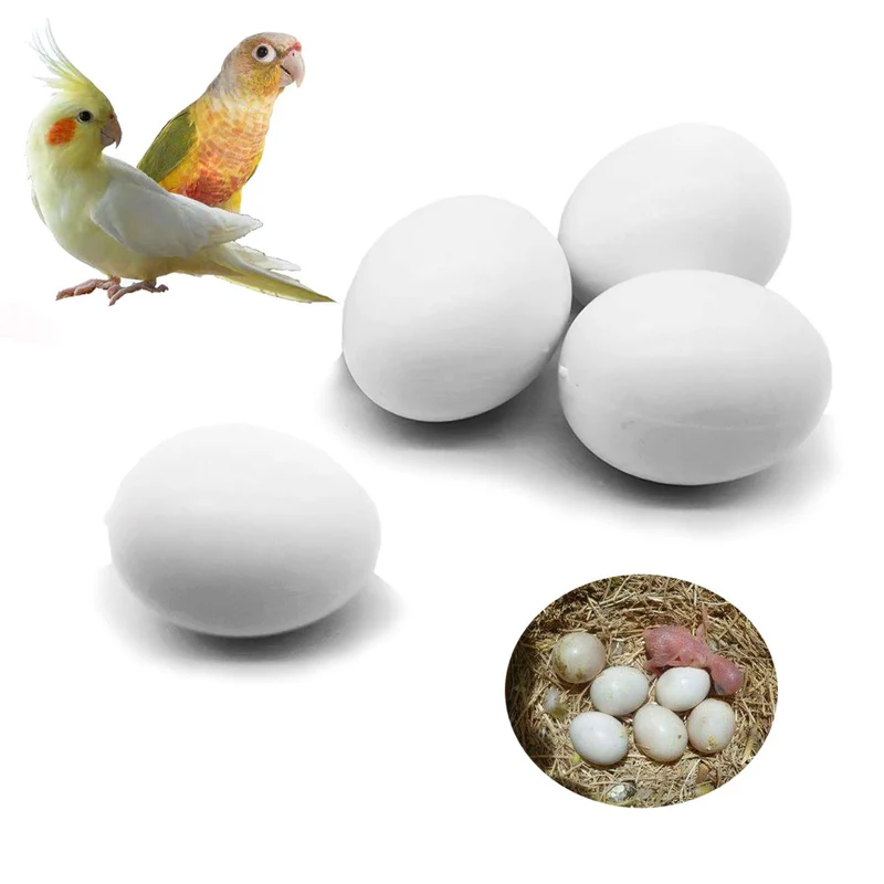 FOIBURELY - 4 œufs factices en plastique pour perroquets : à joues vertes, lorikeet, colombe à cou rouge et Quaker