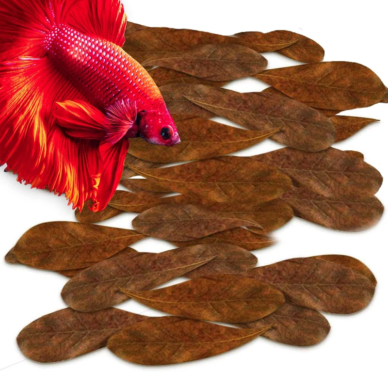 SunGrow – 100 feuilles mini Catappa (amande indienne) pour Betta, crevettes et grenouilles – couleur thé, régulation du pH, habitat amélioré