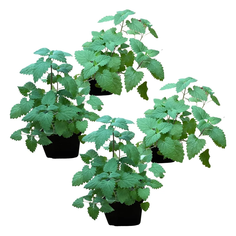 Catnip vivant Nepeta – 4 plantes par paquet | The Three Company