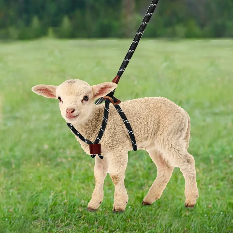 Harnais et laisse HRYOML pour chèvres et moutons — harnais ajustable à enfiler (taille grande)
