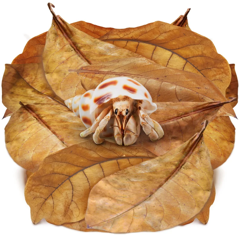 SunGrow – Lot de 10 Feuilles Catappa Indian Almond pour Crabes Hermites (7–9 po) – Humidité et Décor Naturel