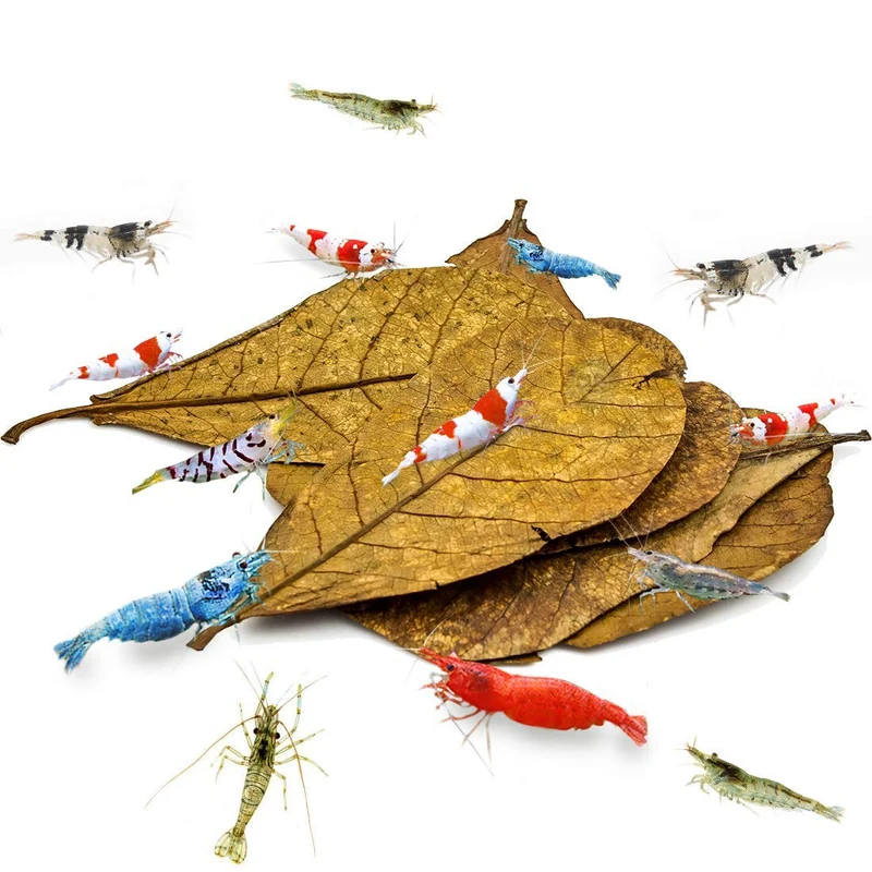 SunGrow Feuilles Catappa Indiennes pour Crevettes – 10 pcs, Abri, pH doux, Eau Douce, Reproduction