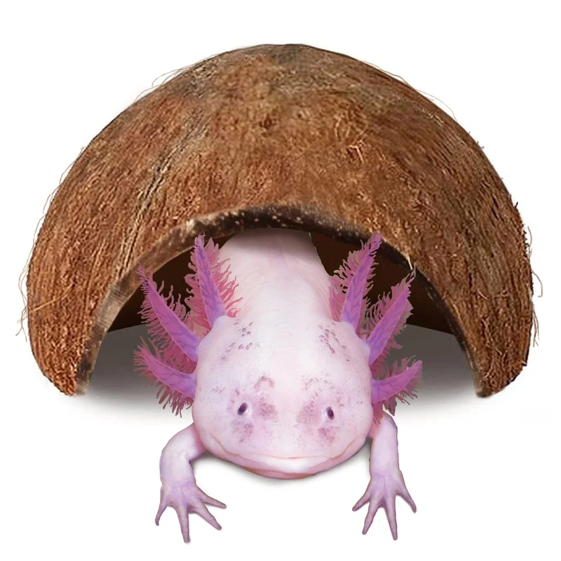 JOR Axolotl Cave – Refuge en Coquille de Coco et Tunnel de Repos 5 x 3 pouces