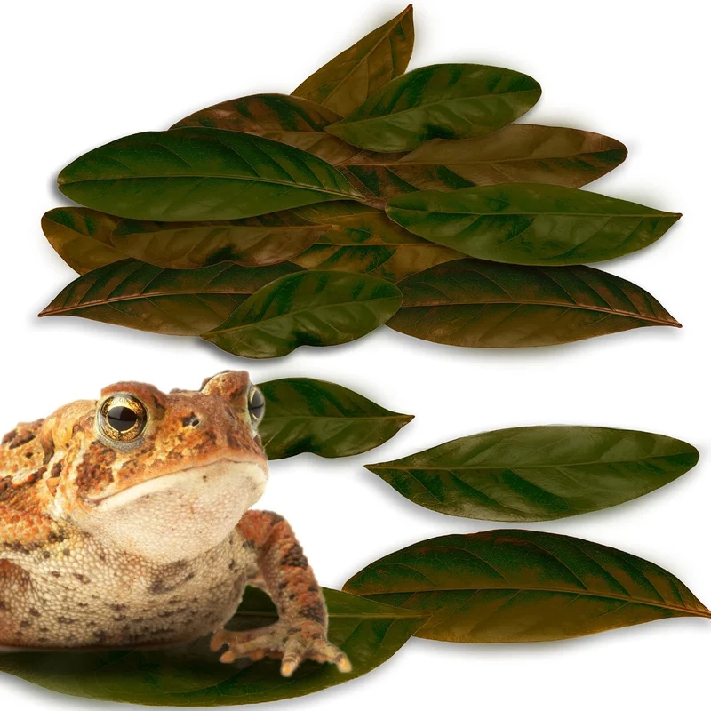 JOR Feuilles d'acajou pour vivarium – Litière naturelle (50 feuilles, format 2 pouces) – Humidité et pH stabilisés