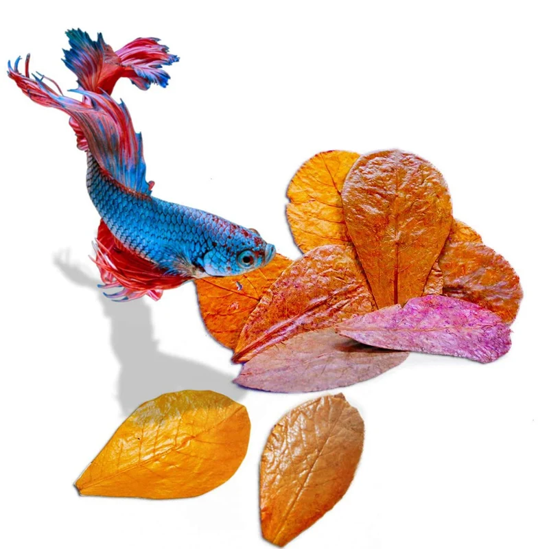 SunGrow Feuilles Betta – Feuilles d'Amandier Indien pour Betta et Développement Global (Petit 2 pouces, 50 pièces)