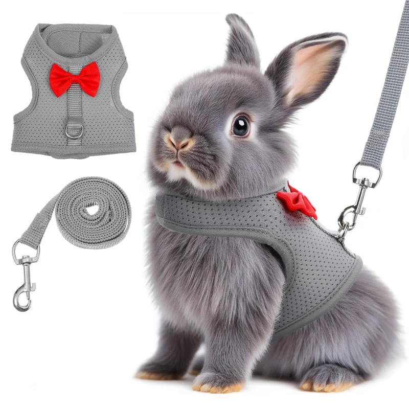 Larrel Harnais et Longe pour Lapin Gris – Promenades Sûres et Confortables
